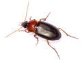 Calathus melanocephalus